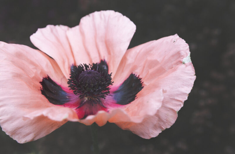 View Pink Flower Blossom Free Stock Image