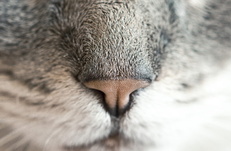 Cute Cat Nose Free Stock Photo