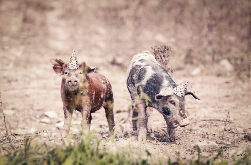 Party Pigs Free Stock Photo