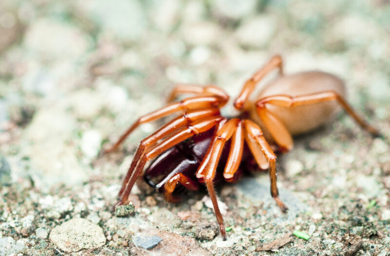 Creepy Spider Free Stock Photo