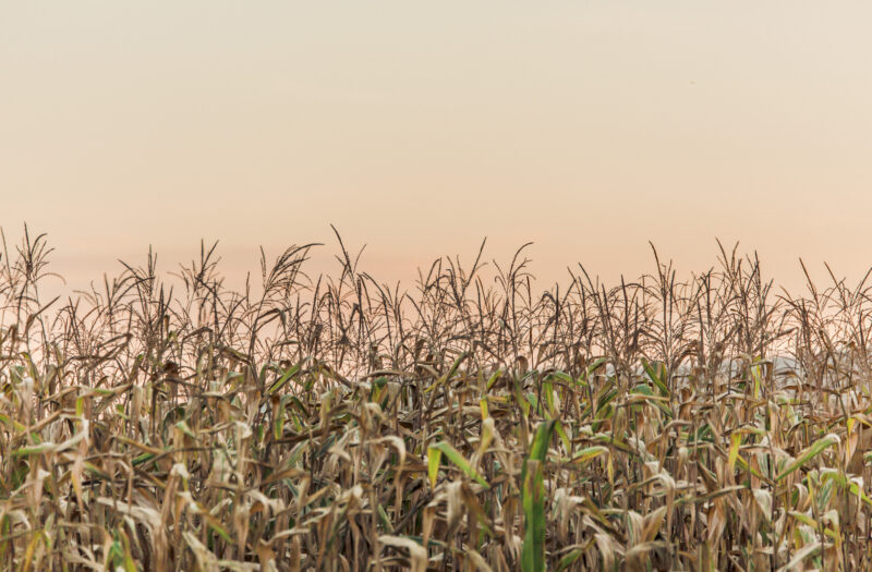 Corn Field Free Stock Photo