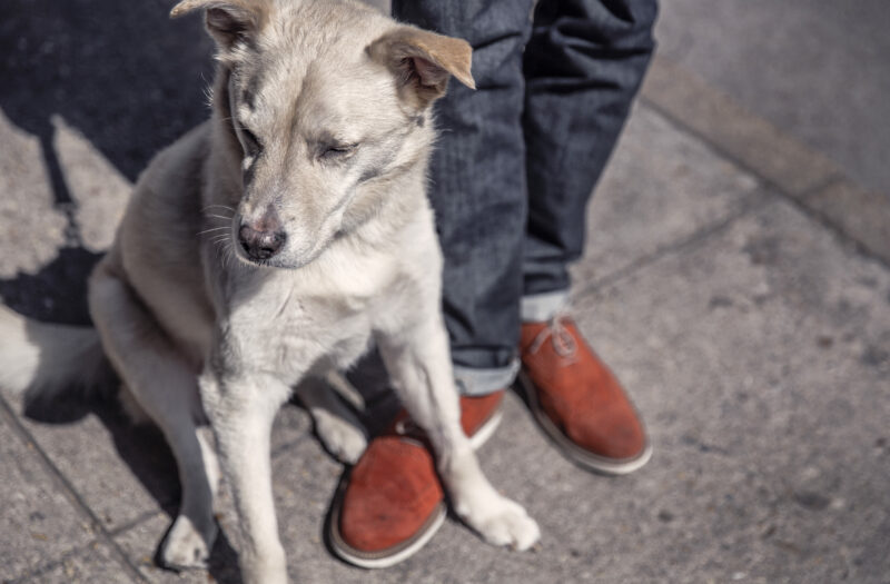 Street Dog Free Stock Photo