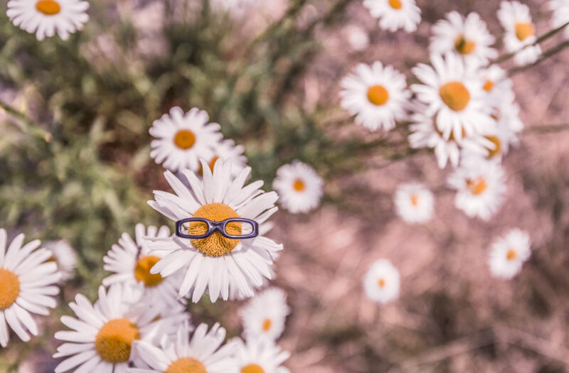 Daisies in Summer Free Stock Photo