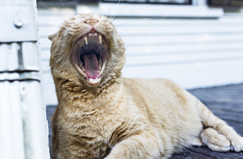 Yawning Tabby Cat Free Stock Photo