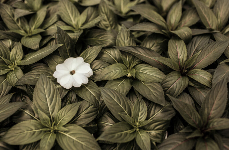 Patterned Plants Free Stock Photo