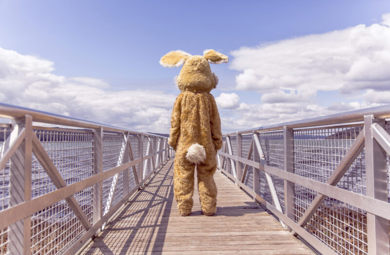 Rabbit Costume Free Stock Photo