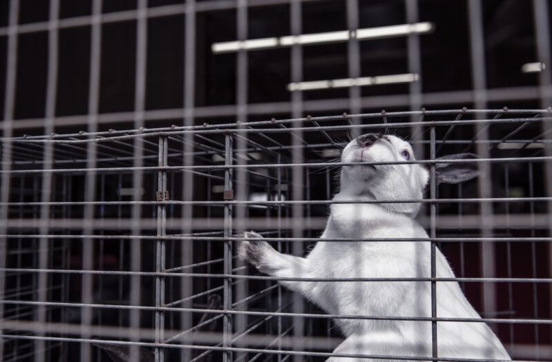 Sad Caged Pet Rabbit Free Stock Photo