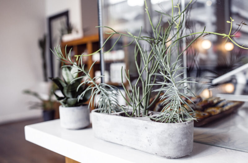 Plants Growing in Office Free Stock Photo