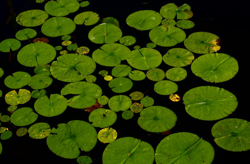 Lily Pads on Pond Free Stock Photo