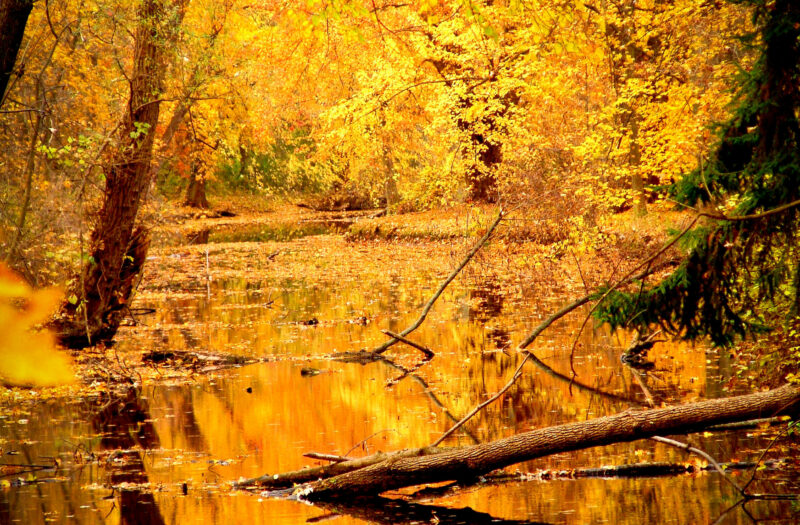 Beautiful Forest in Fall Free Stock Photo