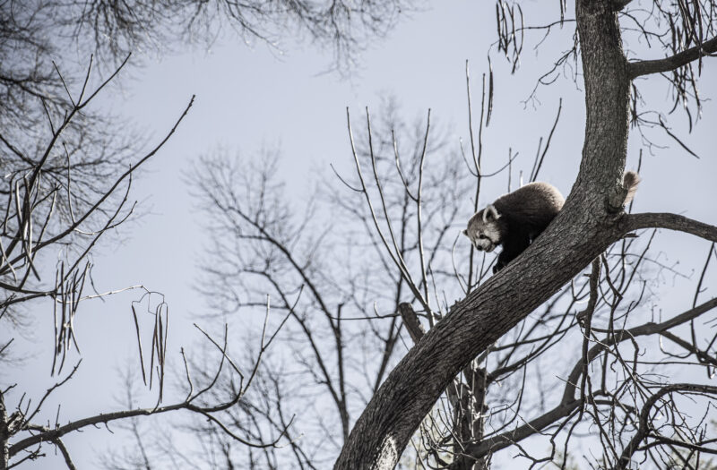 View Animal in Tree Free Stock Image