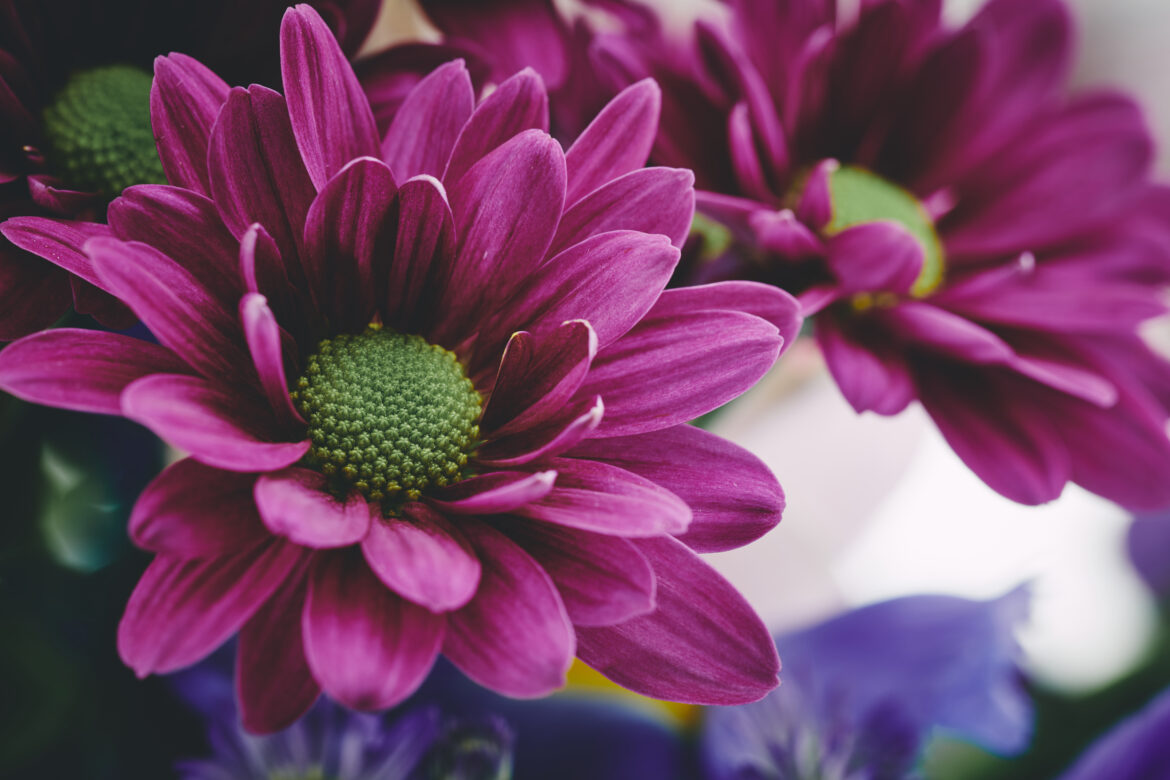 Floral Bouquet Background Free Stock Photo