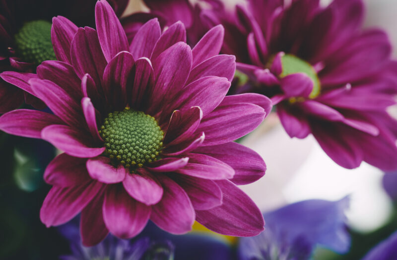 Floral Bouquet Background Free Stock Photo