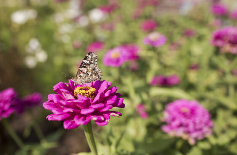 Butterfly Flower Free Stock Photo