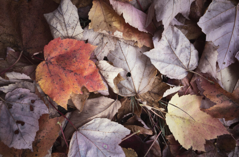 Rustic Fall Leaves Free Stock Photo