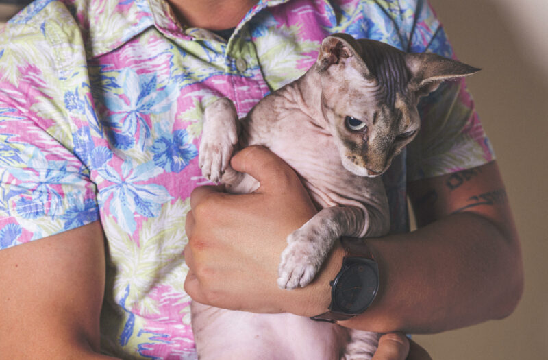 Hairless Cat Free Stock Photo