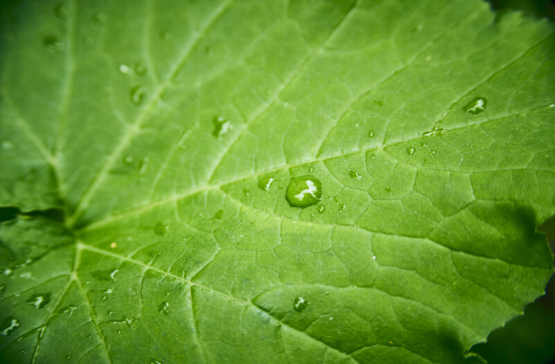 Rain Droplets Leaf Free Stock Photo