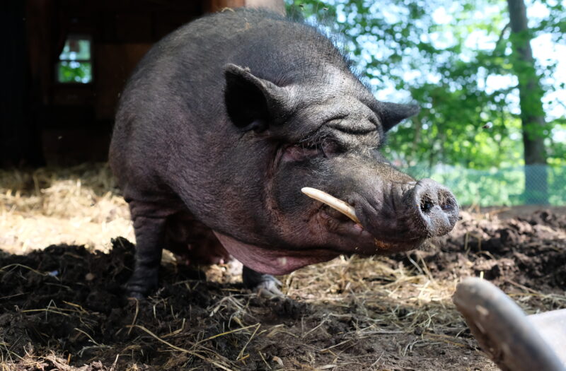 Pig Close up Free Stock Photo