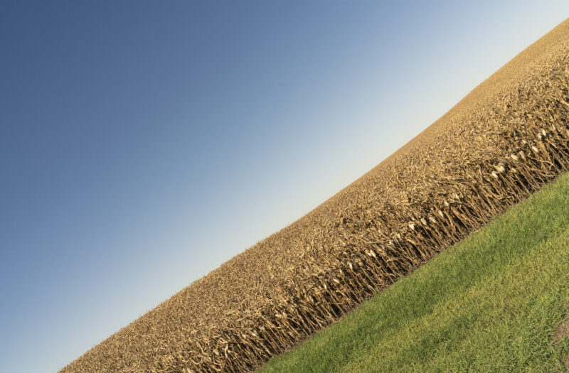 Corn Field Crop Free Stock Photo