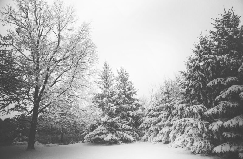 Snowy Trees in Winter Free Stock Photo