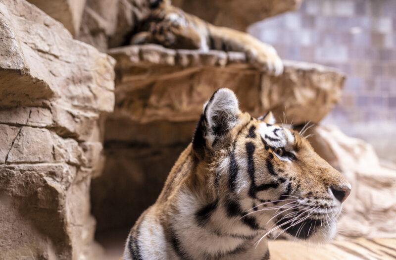 Tiger Zoo Free Stock Photo